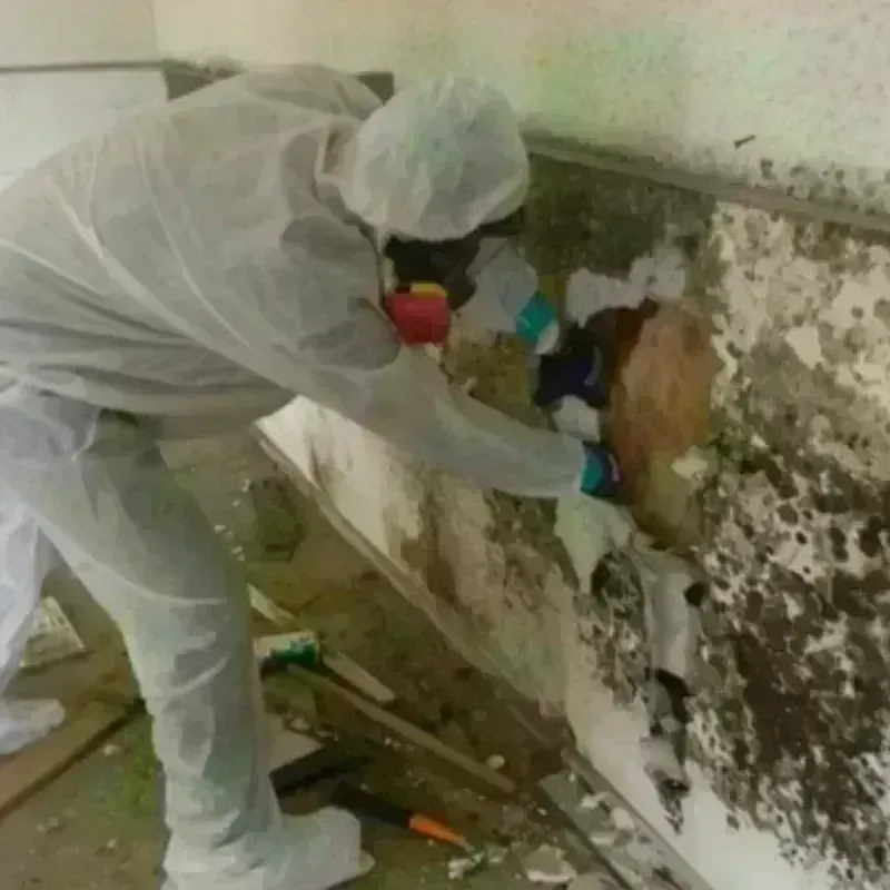 Mold Remediation and Removal in Tilden, TX